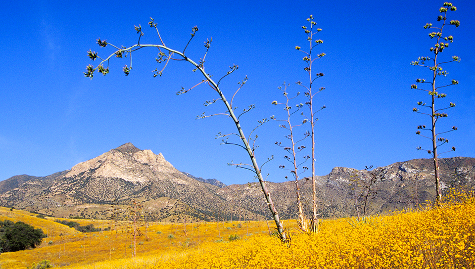 Very tall agave flowering stalks sticking out from a landscape of thick yellow flowers in front of desert mountains.