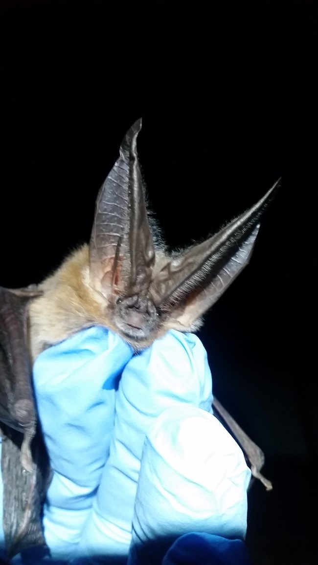 COTO2_LehmanCave_20161012 A blue gloved hand holding a Townsend Big-Eared Bat.