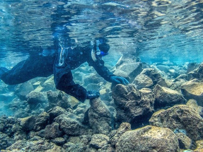 Snorkel survey Underwater image of a biologist in a drysuit, looking for crayfish between large rocks.