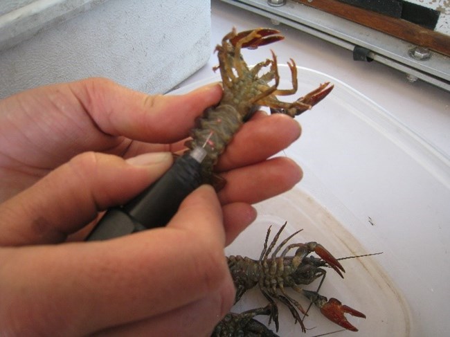 Marking a signal crayfish Fingers hold a crayfish upside down and apply a pink tag.