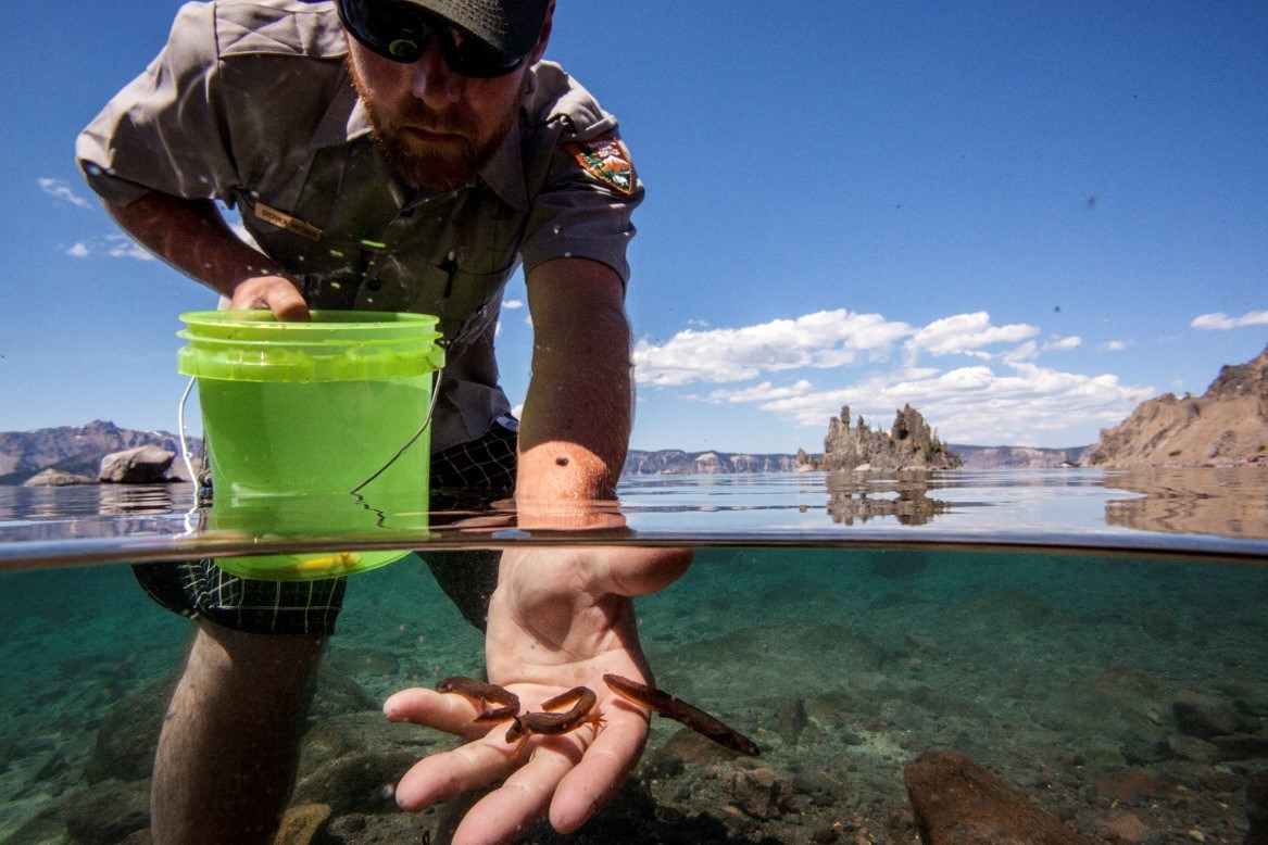 Releasing newts Half-underwater photo of park staff releasing Mazama newts into the clear waters of Crater Lake.