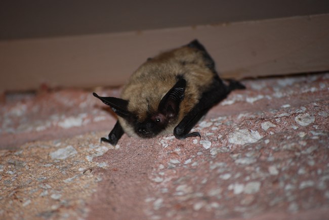 a light brown bat with a dark brown face, ears, and wings hanging from a wall