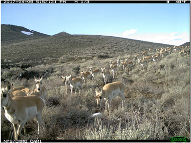 A large herd of pronghorn travel across a hilly, sagebrush-covered mountainside in a nearly single file manner through Craters of the Moon National Monument and Preserve. Pronghorn are medium sized mammals with tan coats with white underbellies.