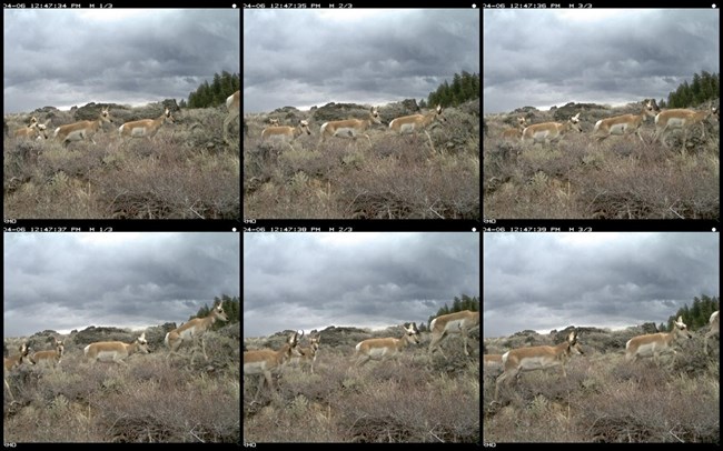 A photo series of 6 photos. There are 4 pronghorn traveling across the series that can be distinguished by certain identifying marks.