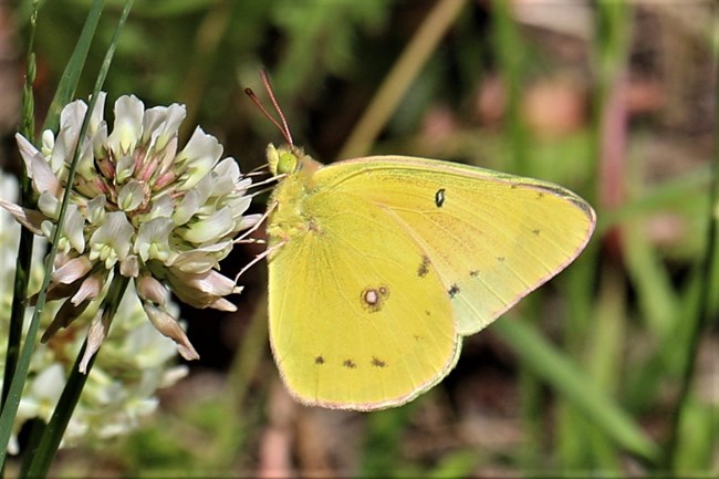 Yellowish butterfly perches with wings upright on pink-white clover flower.