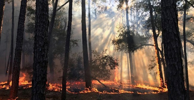 Sunlight streams through smoke and trees in a forest.