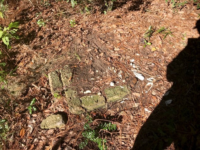 Bricks protruding from dirt amongst pine needles.