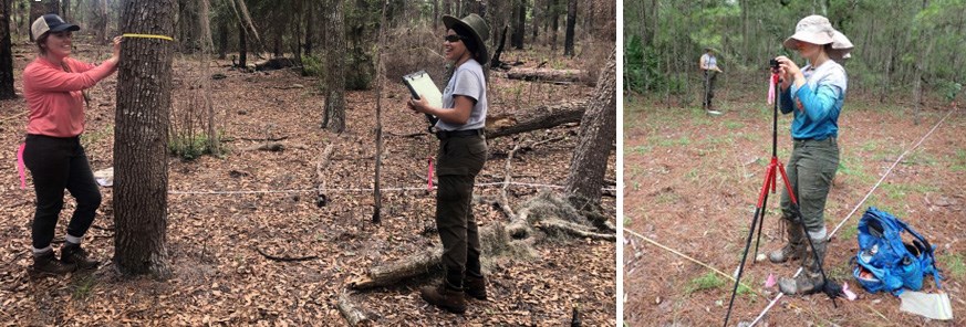Vegetation monitoring at CUIS Woman ties a ribbon around a tree, a woman with a clipboard and a woman with a tripod