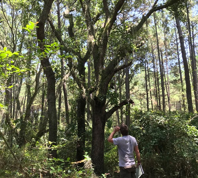 Vegetation monitoring at CUIS Man holding clipboard looks up into a tree