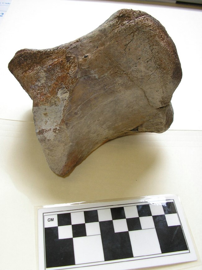 fossil bone