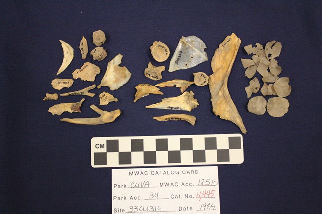 Various bone fragments laid out neatly on a blue background; a black-and-white checkered rectangle for scale.