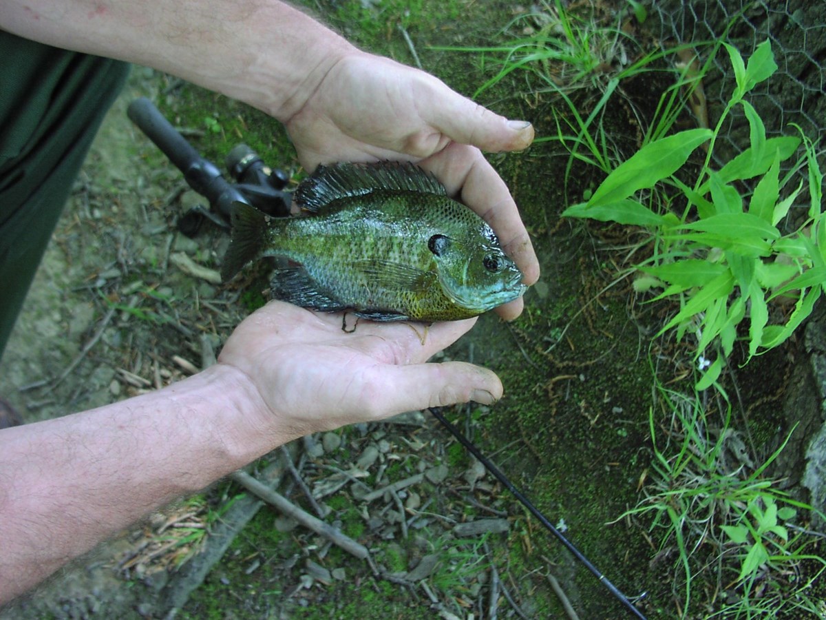 A small fish is held in two, open hands