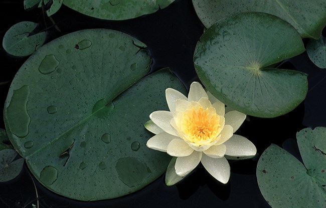 Close-up of dark green, round lily pad leaves floating on water; a white blossom with yellow center partially covered by one of the leaves.