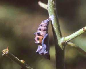 A grey-purple butterfly chrysalis on a leafless plant stem