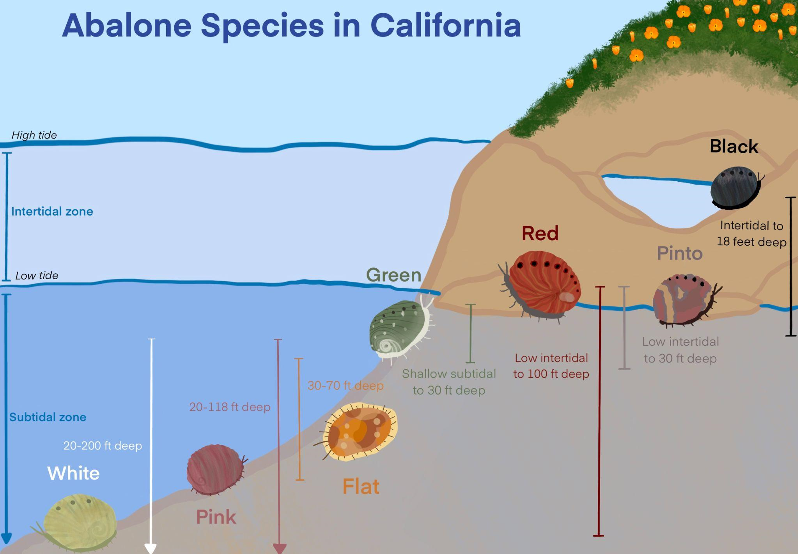 Diagram of California abalone by habitat. Black abalone are the most shallow (intertidal–18 ft deep); then pinto (intertidal–30 ft), red (low intertidal-100 ft), green (shallow subtidal–30 ft), flat (30–70 ft), pink (20–118 ft), and white (20–200 ft).