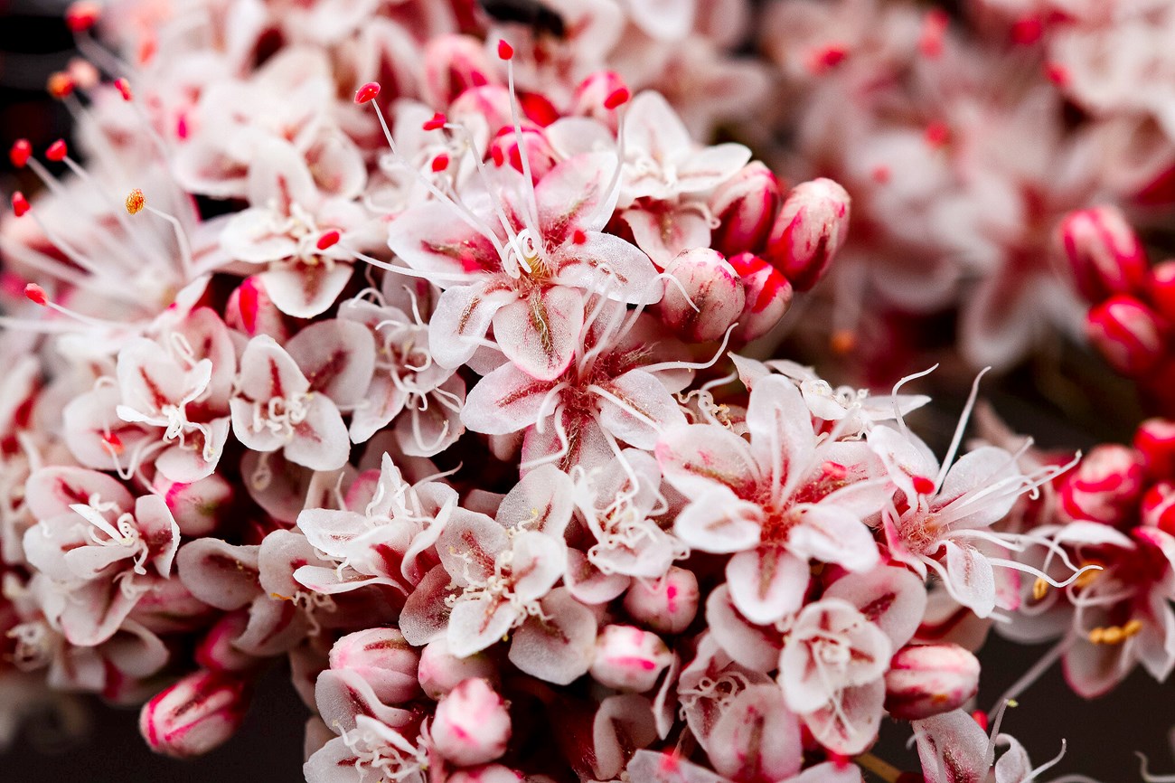 Extreme close-up on the blossoms of a California Buckwheat, with its soft pink petals with bright pink centers.