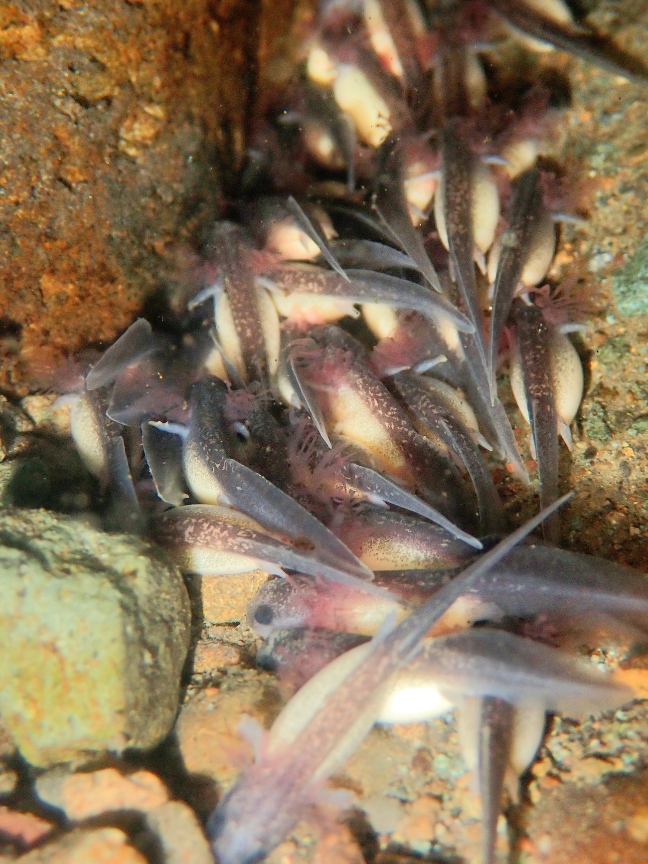 Underwater photo of several dozen tiny salamander larvae with long bodies, speckled gray backs, bulging yellow-white bellies, feathery red gills, long tails, and tiny legs, clustered together in a rocky crevasse.