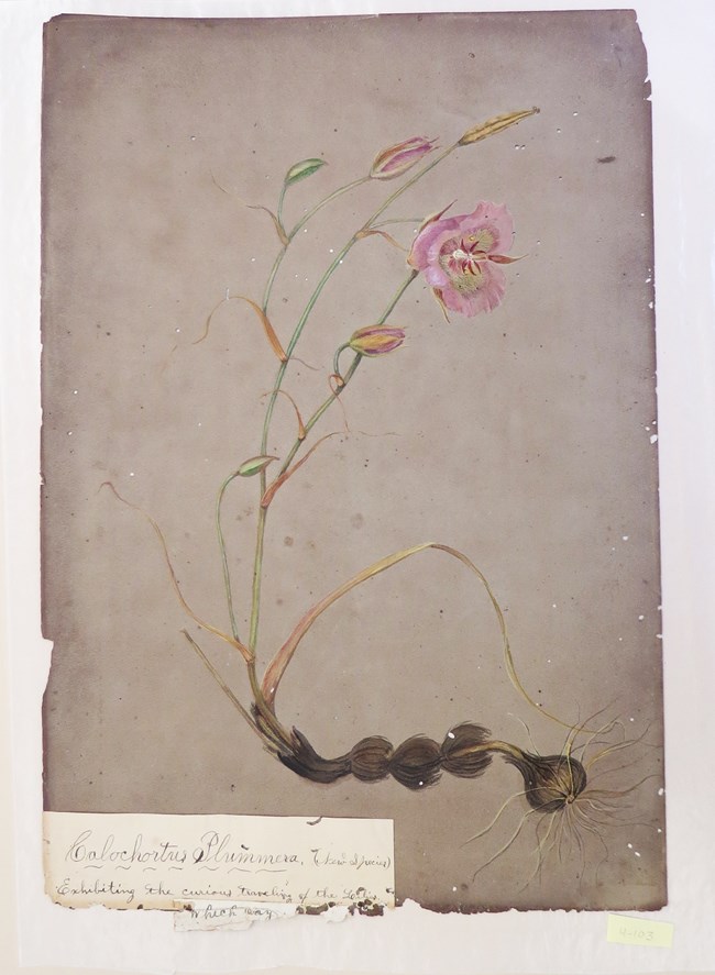 Sara’s painting of Plummer’s Mariposa Lily (Calochortus plummerae)