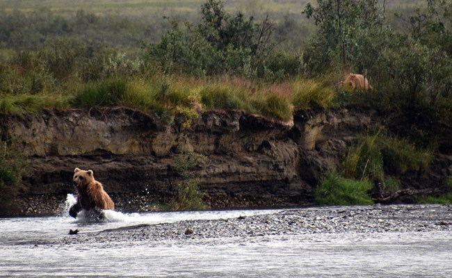Cameron-sow-fishing_NPSMattCameron_web Bear fishing a small river.