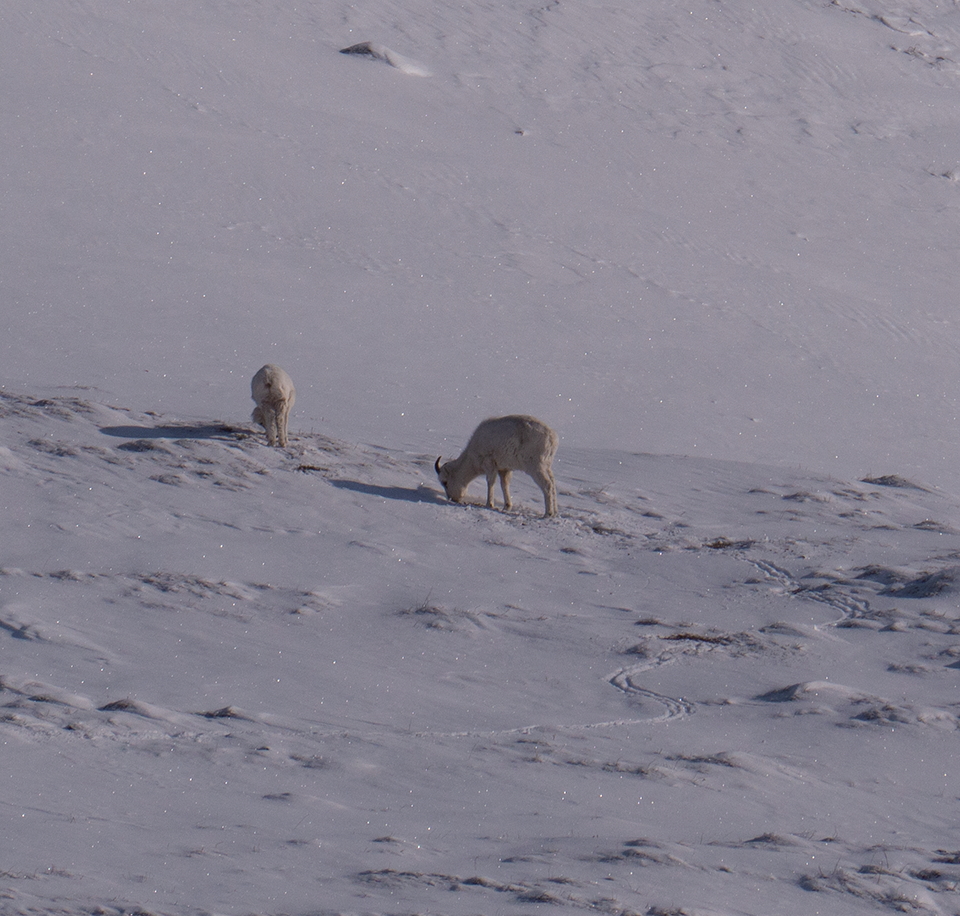 lt= An image of Dall's Sheep searching for forage on a now covered hillside.
