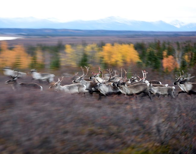Caribou migration in the fall tundra.