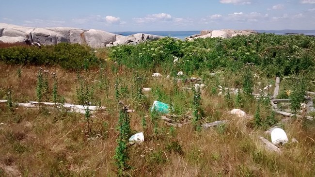 Dark green thistle scattered along coast of an island