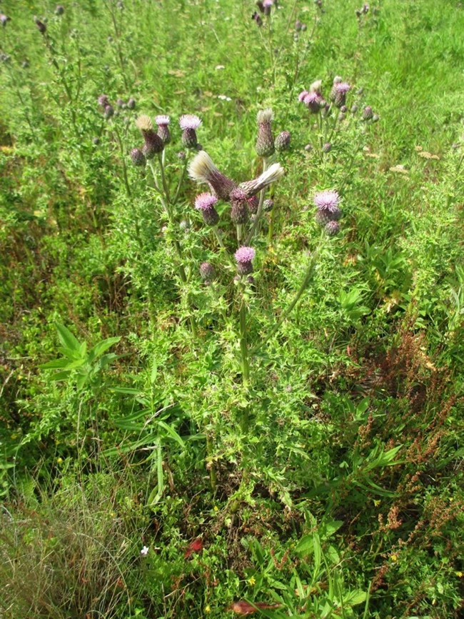 Canada thistle going to seed with purple flowering