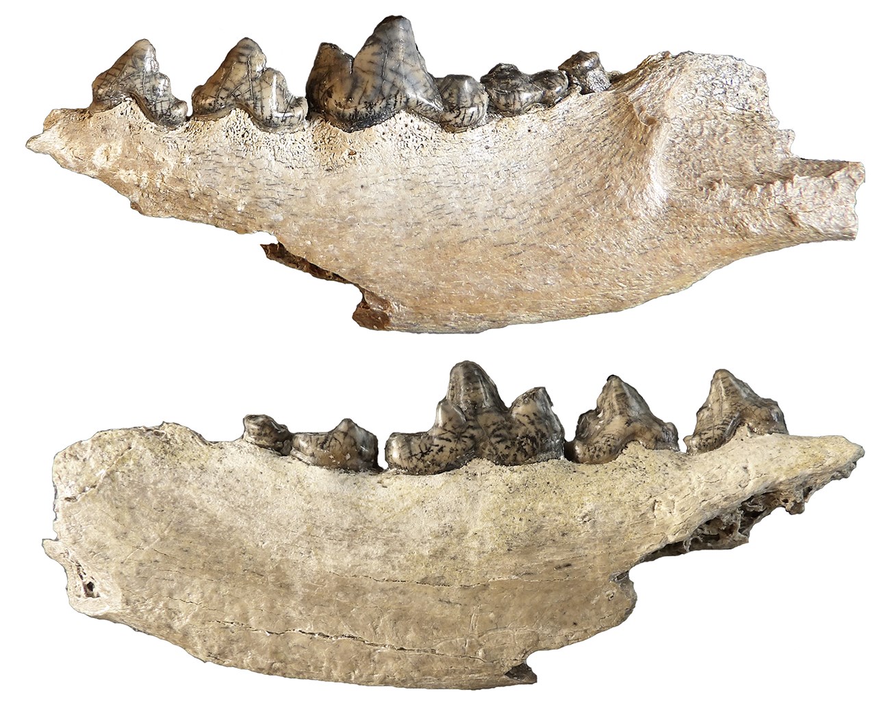 Two white fossil jawbones with brown teeth.