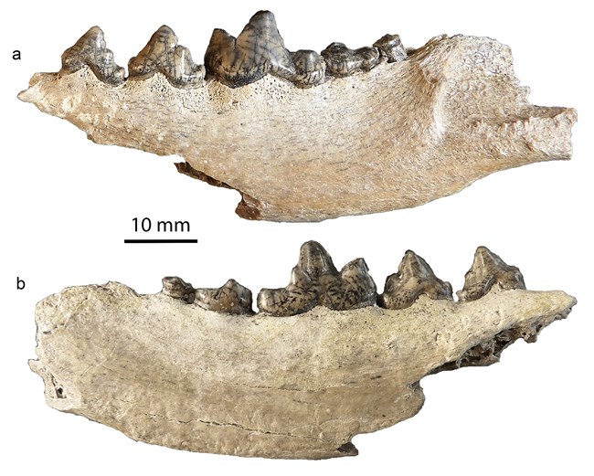Two white fossil jawbones with brown teeth. The upper is marked with the letter a; the lower with the letter b.  A 10 mm scale line is drawn between them.