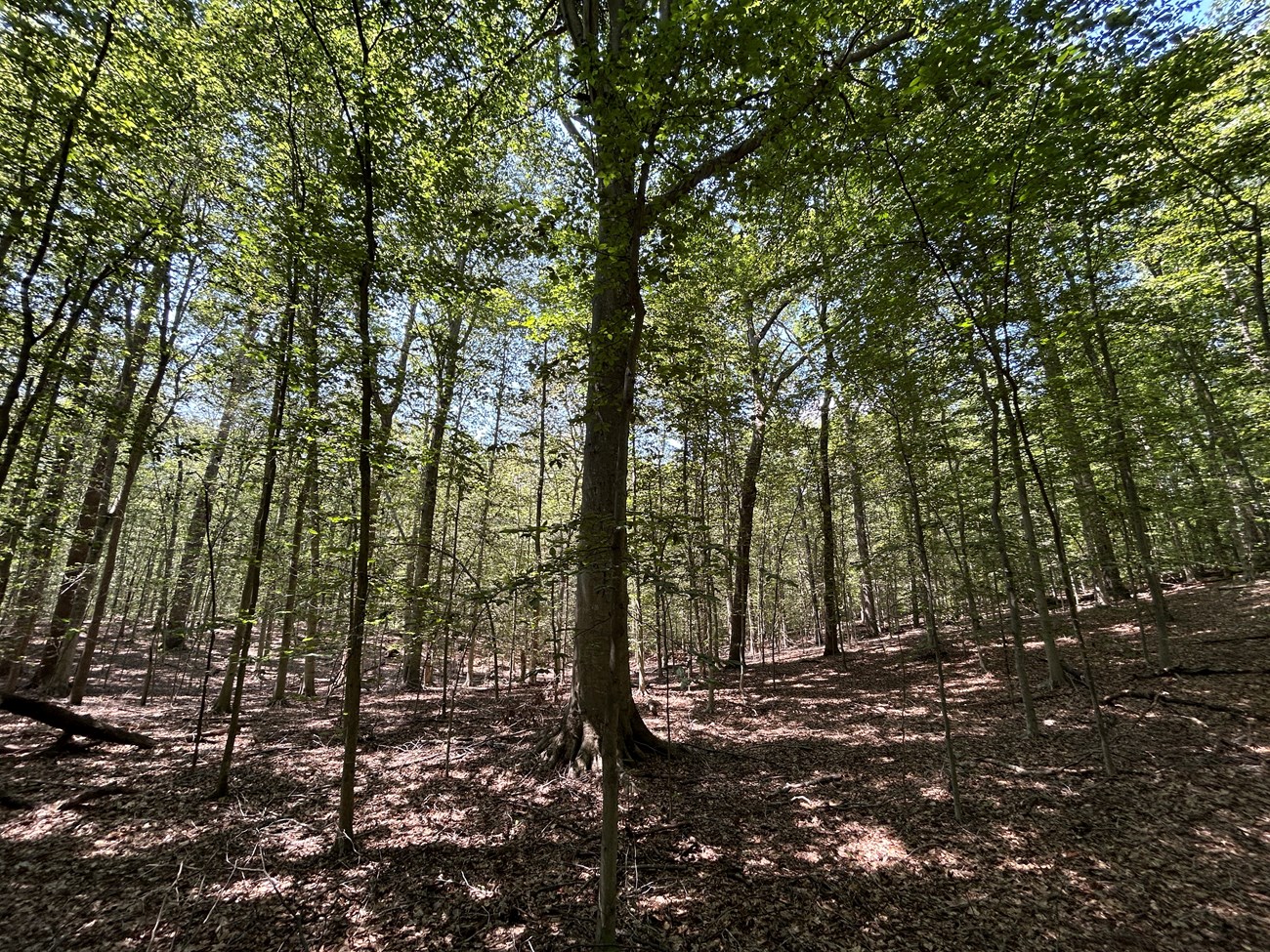 A forest. Despite there being many trees, parts of the sky is still visible.