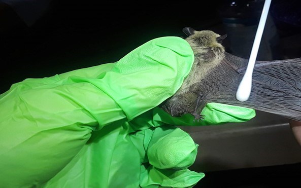 Canyon bat being swabbed for fungal detection. Small brown bat held by scientist with gloved hand, while its wing is swabbed for the fungus that caused white nose syndrome.