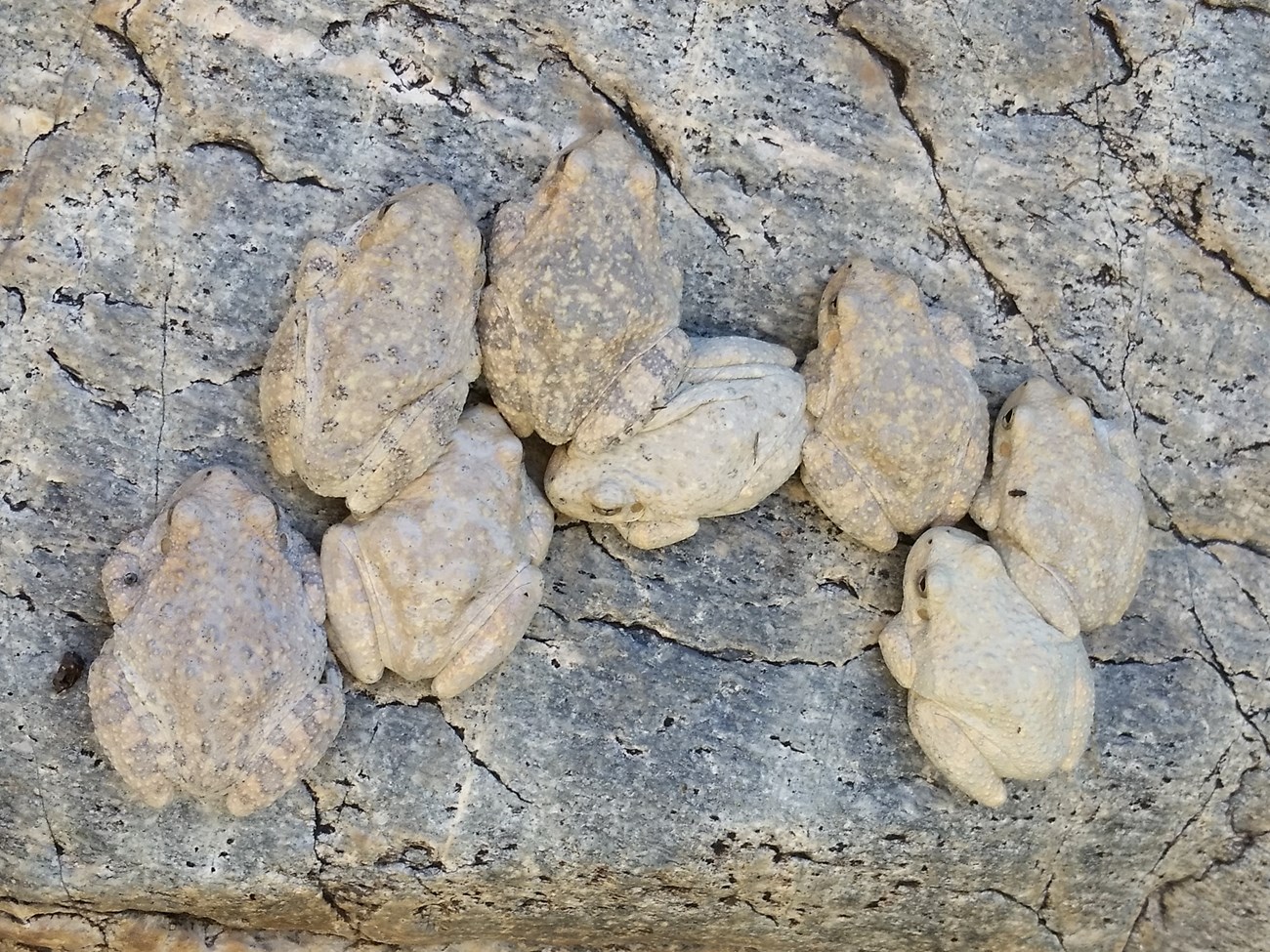 A group of eight canyon tree frogs, pale gray frogs covered in light spots, blending well with bedrock, huddle together on a rock.