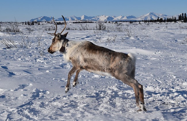 Capture-release-Joly_web A newly collared caribou bounces away.