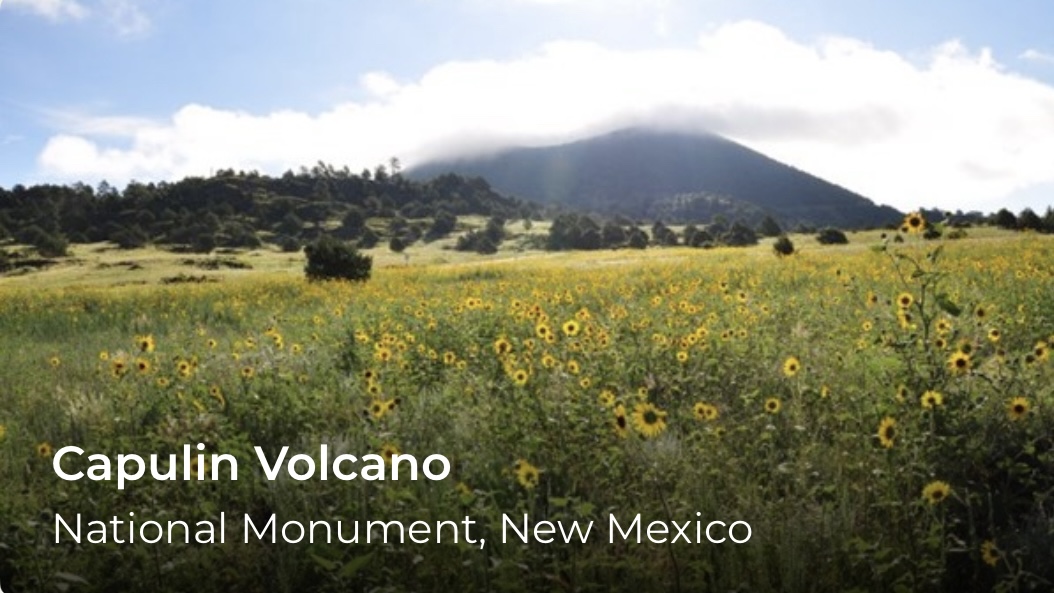 A field of yellow flowers. Words over the image read Capulin Volcano.