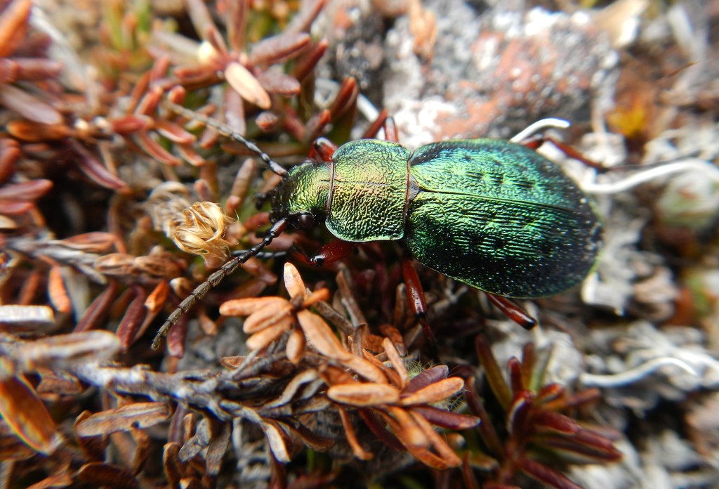 vibrant green beetle