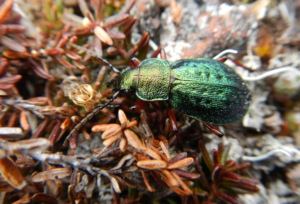 Carabus truncaticollis_Ryan O'Donnell_BY-NC-ND vibrant green beetle