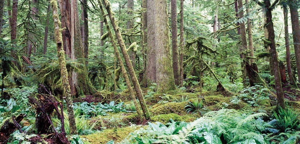 Carbon River rain forest A dense forest of moss-covered trees and ferns.