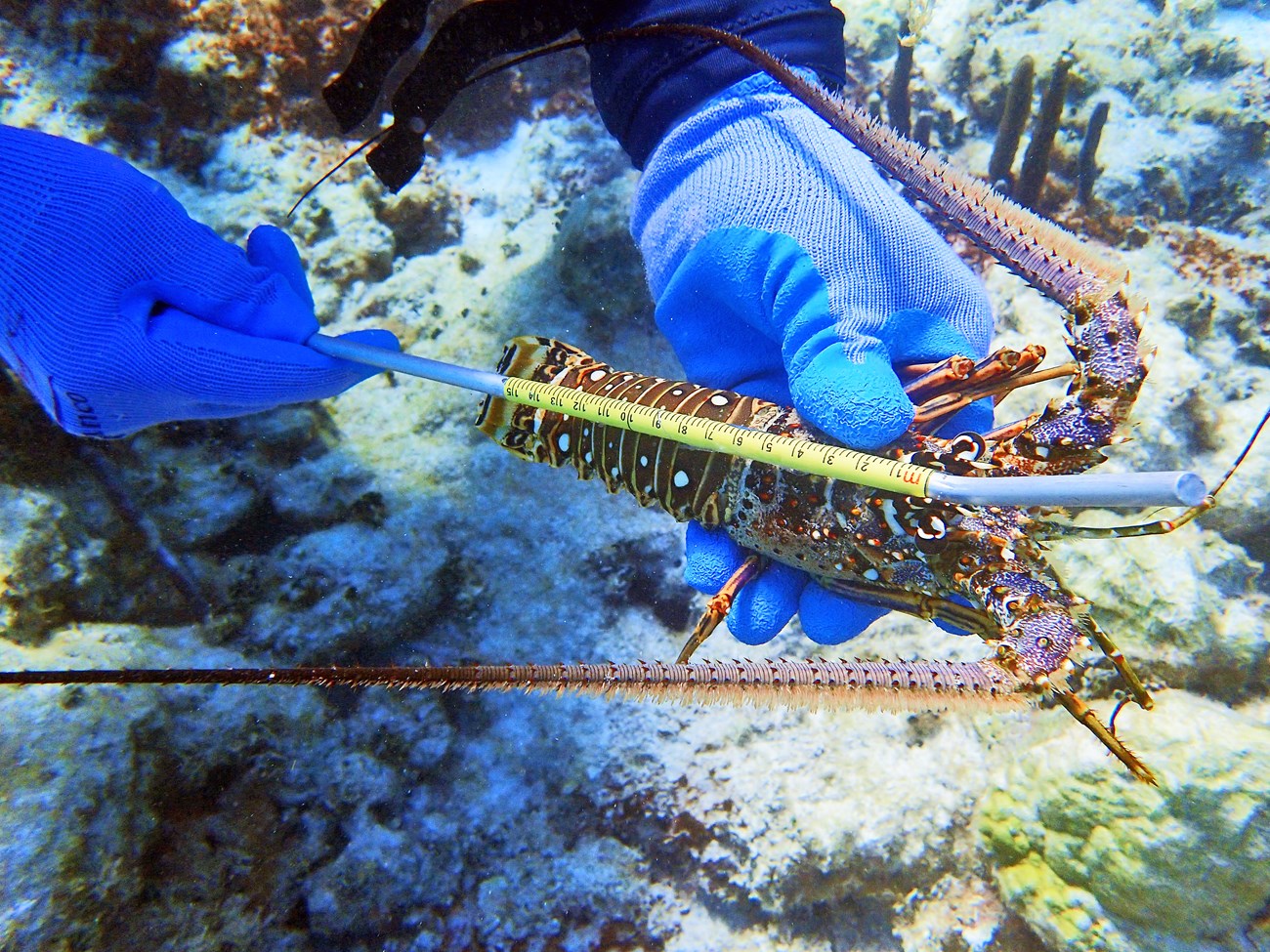 Caribbean spiny lobster Underwater photo of gloved hands holding a medium-sized spiny lobster, and measuring it in cm with a straw-shaped ruler. It's about 15.5 cm from its head to the base of its tail.