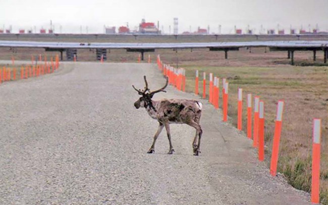A caribou on a road in an oil field development.