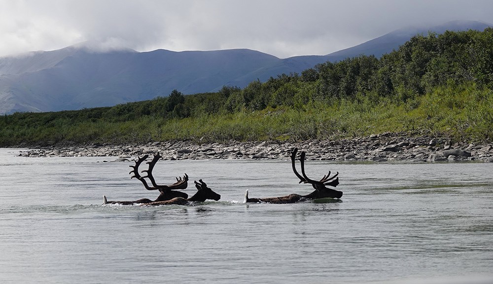 Caribou_2Bulls_1cow_crossing_web Two caribou bulls swimming across a river.
