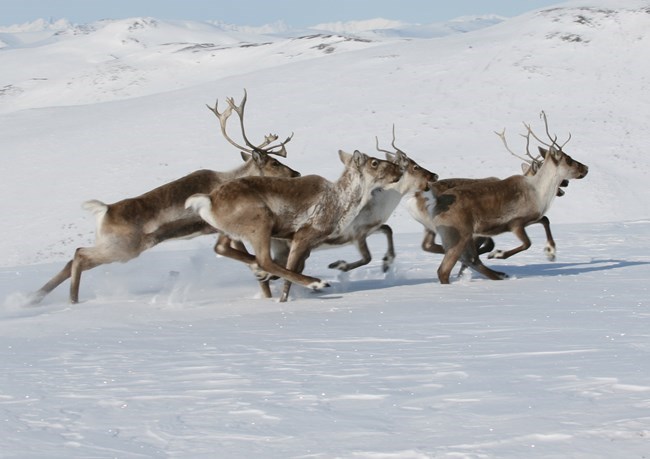 Migrating caribou over snowy terrain.