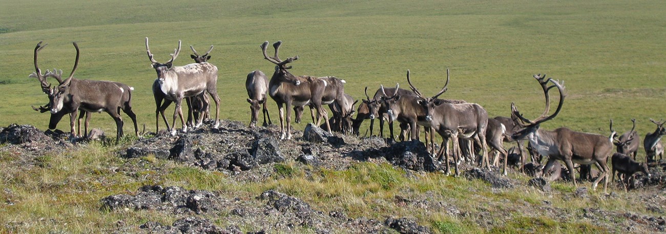 A herd of caribou in the Arctic.