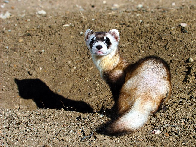 Ferret on a mound of soil, turning to look over its shoulder at the camera.