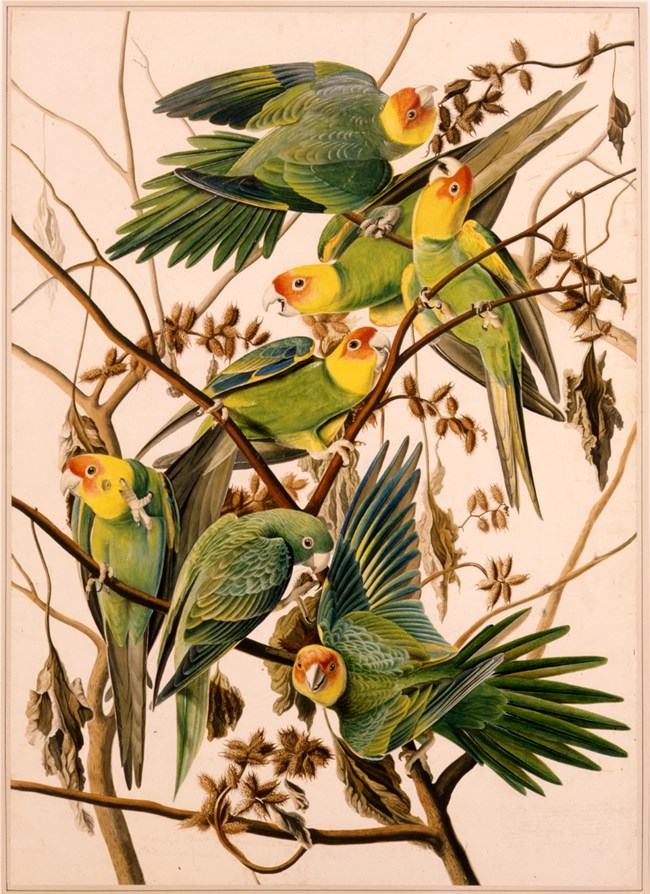 An illustration of Carolina Parakeets, green birds with red faces.