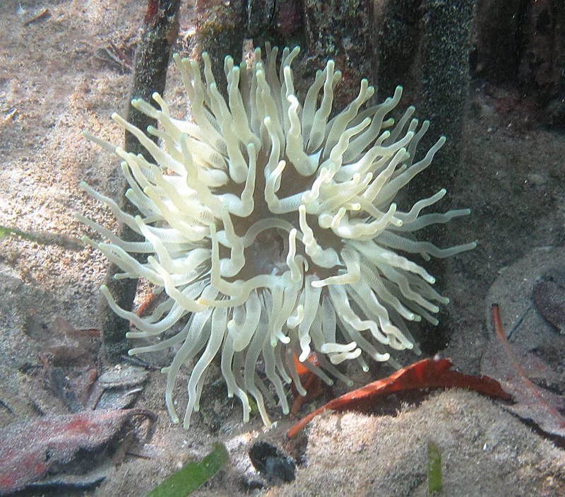 Underwater photo of a translucent white sea anemone, with long appendages emerging from a central body.