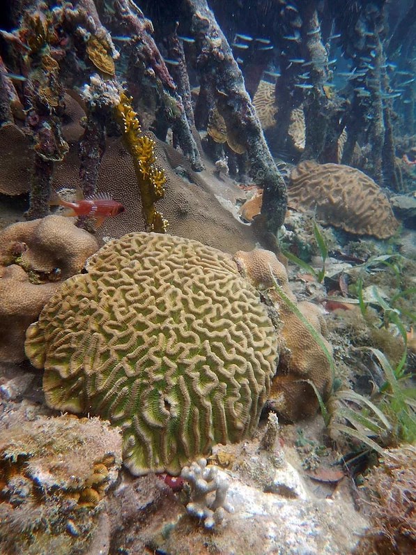 Underwater close-up photo of multiple yellow and brown coral species at the base of mangrove tree roots in the water, with a red fish swimming by.