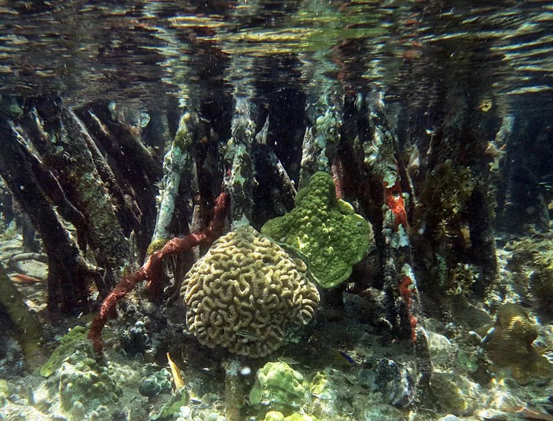 Underwater Scene showing yellow and green coral growing on tree roots in the water with fish swimming by.