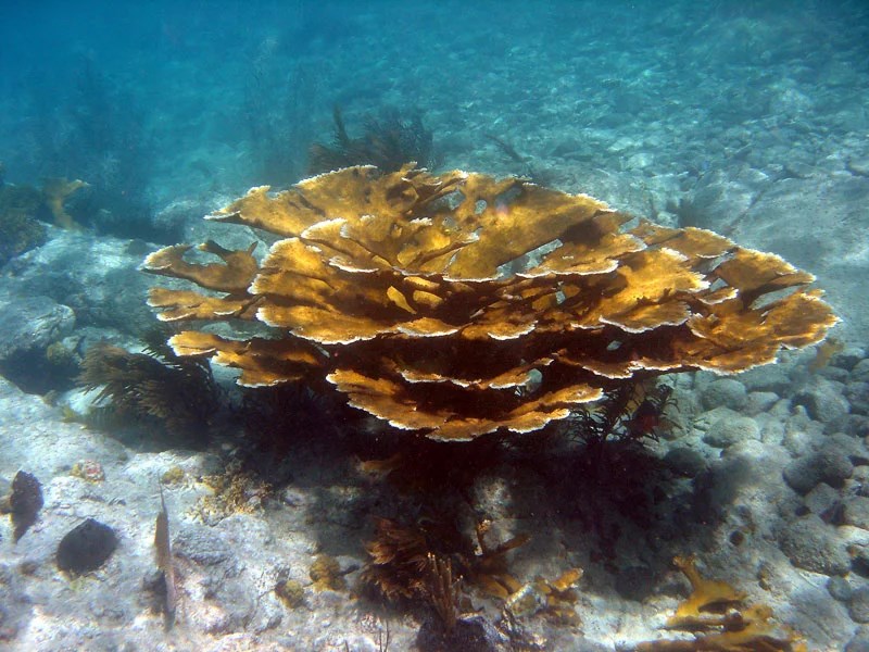 Underwater photo of orange-brown coral growing in large, flat branches with sunlight shining on the top.