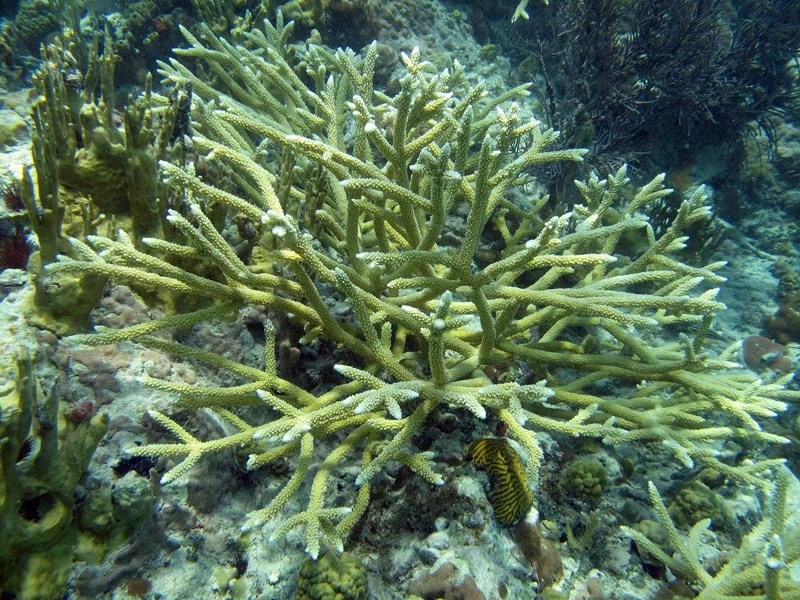 Underwater photo of white-tipped yellow coral growing like spikes branching off in many directions.