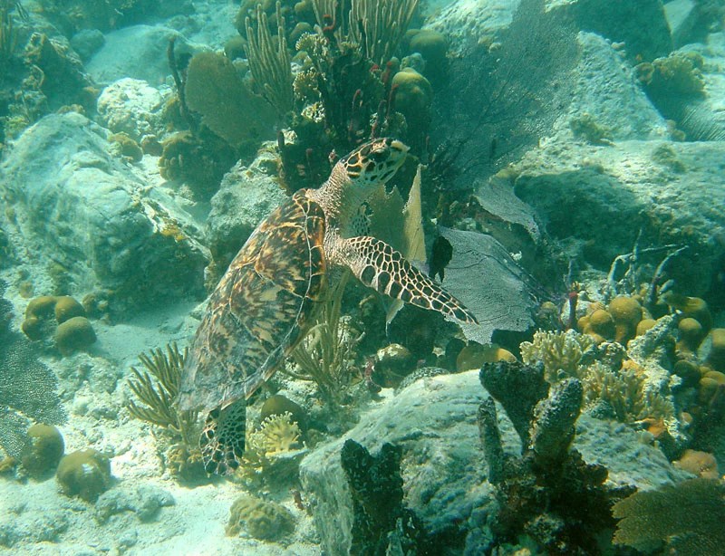 Underwater photo of a Hawksbill turtle with brown patterned shell with sharp edges swimming past yellow corals